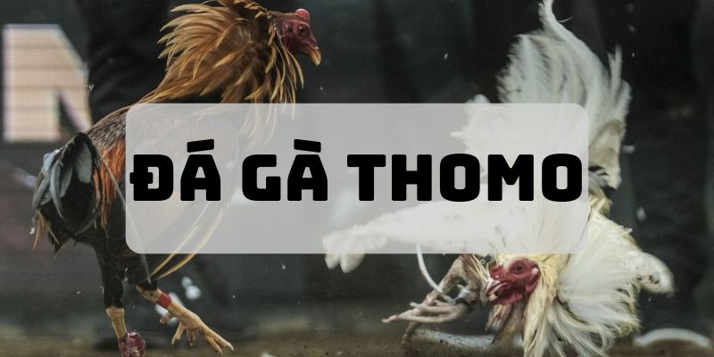 Đá Gà Thomo - Sân Chơi Hấp Dẫn Đấu Trường Đỉnh Cao