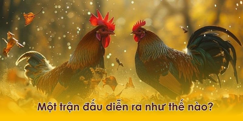 Quá trình chuẩn bị đầy công phu cho cả trận đá gà cựa sắt